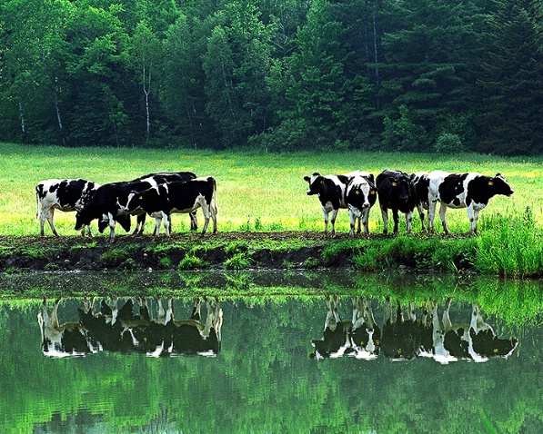 Reflecting Cows