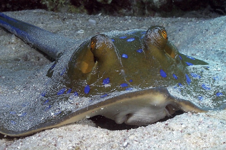 Bluespotted stingray