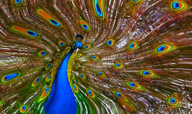 Peacock 1