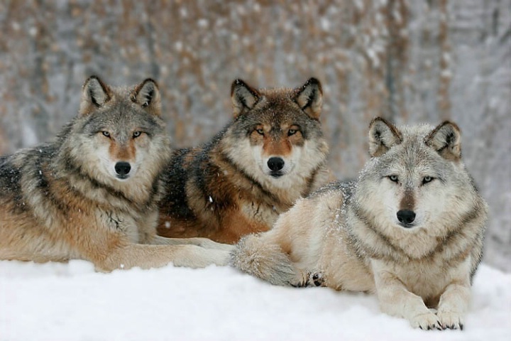 Wolf Pack