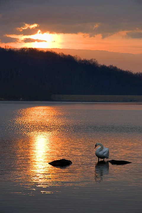 "Good Morning Swan"