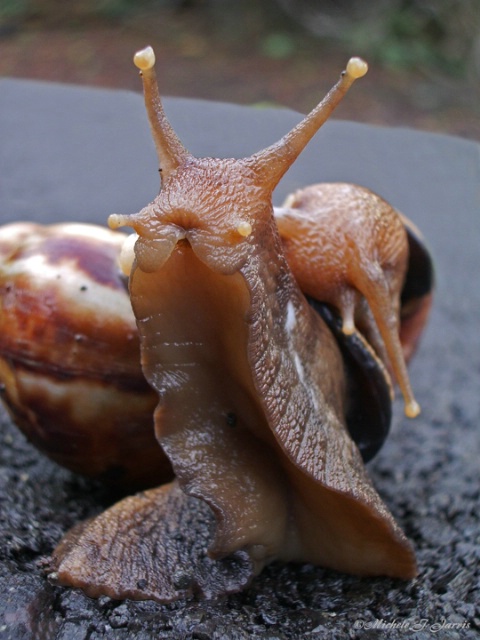 Snail Cuddles