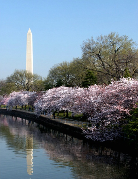 Washington Monument at Cherry Blossom time