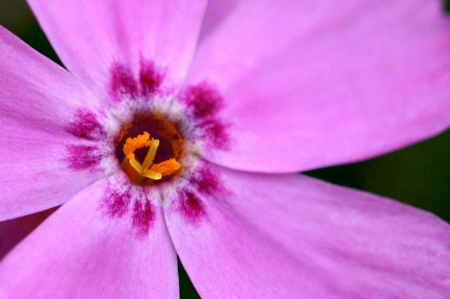 Florescent Phlox