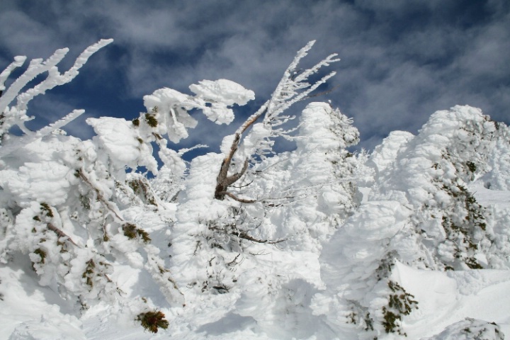 Snow Flocked Trees