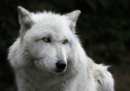 Grey Wolf