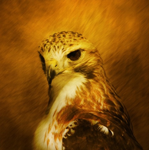 Portrait of the hawk as a young bird