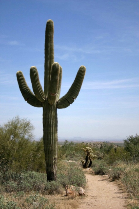 Saguaro-Bajada Trail