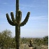 © Patricia A. Casey PhotoID # 1935591: Saguaro-Bajada Trail