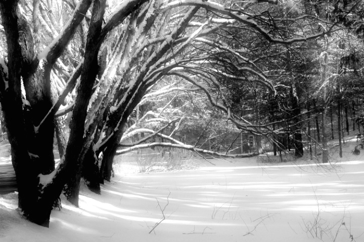 ~Winter Woodland~