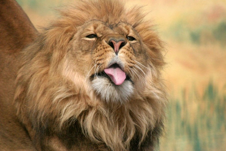 <u>Lion's Tongue</u>