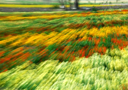 FLYING OVER FLOWERBEDS