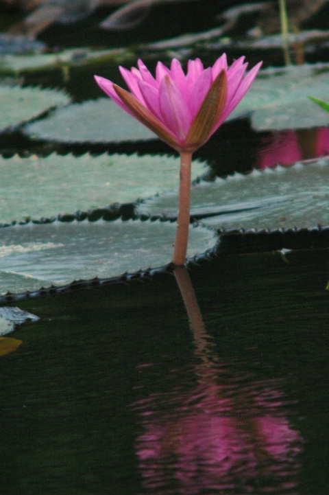 pink lily.
