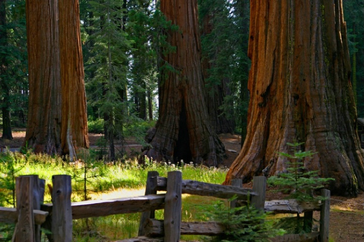 Sequoia Backdrop
