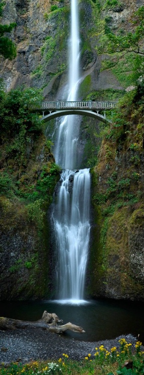 Multnomah with Flowers