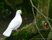 White Beauty