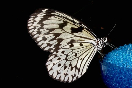 butterfly1