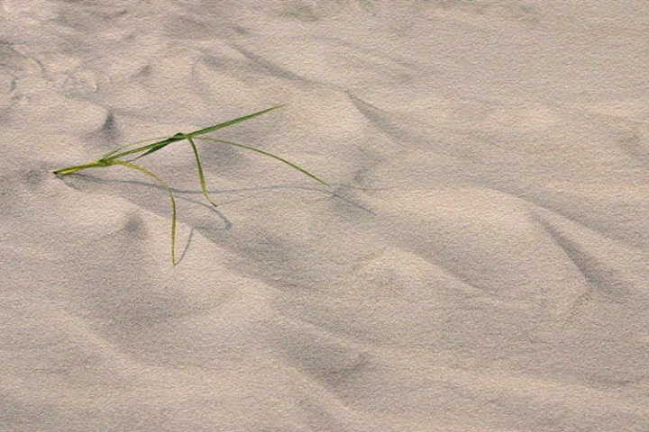 Sand & Grass