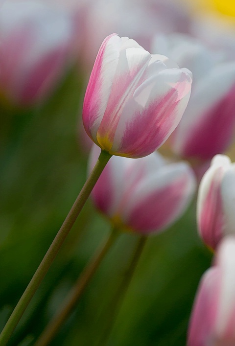 Diagonal Tulips 