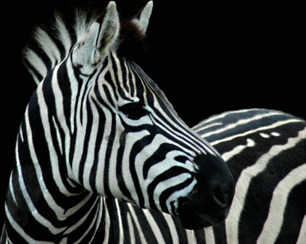 Zebra Crossing