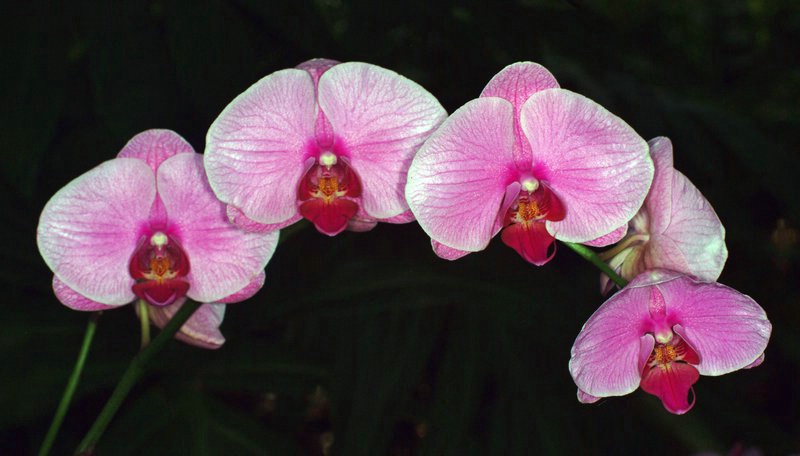 Orchid NY. # 2