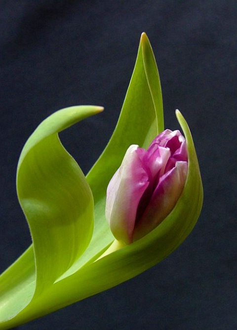 Nestled Tulip
