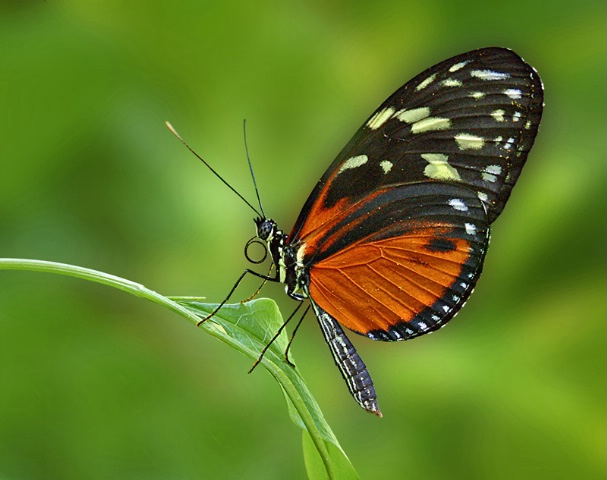 Butterfly on Curved Leaf