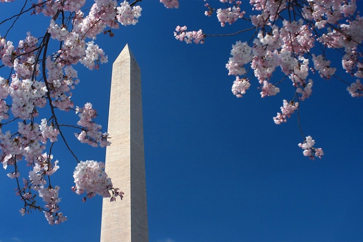 Washington blossoms
