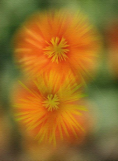 Abstract  orange flower