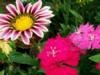 Daisy and dianthus