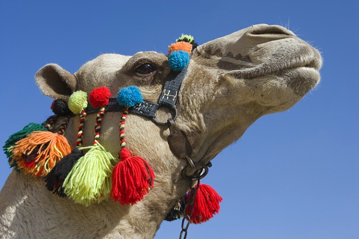 Egyptian Camel