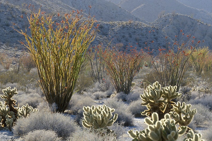 Anza Borrego Desert State Park, CA