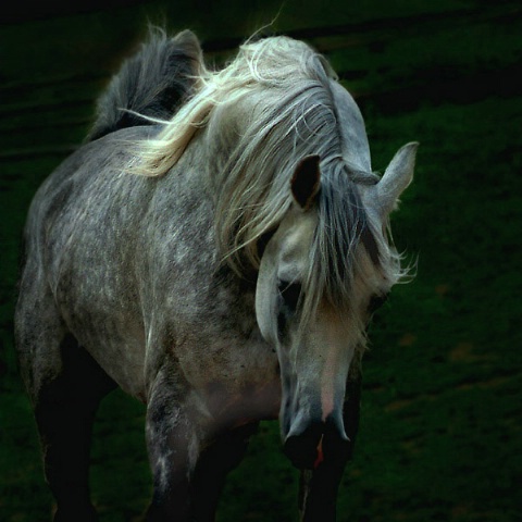The grey stallion