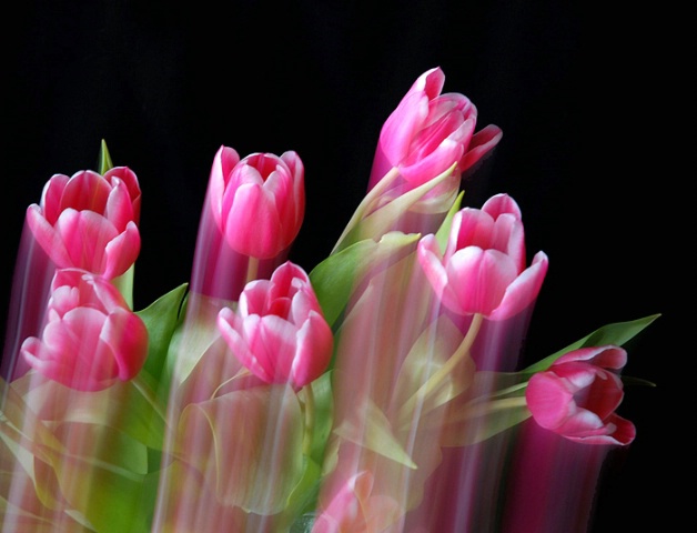 Tulip Dance