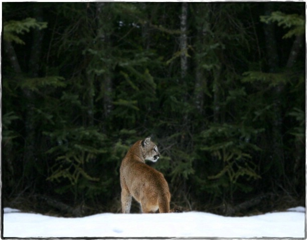 Montana Cougar - ID: 1954757 © DEBORAH thompson