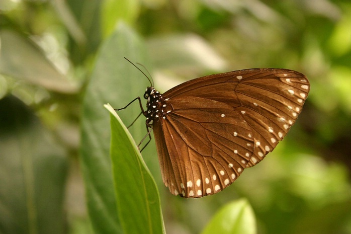 Cambodian Butterfly