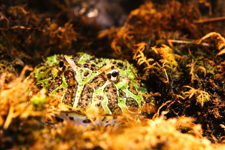 Ornate Horned Frog