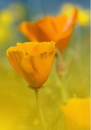 California Poppies