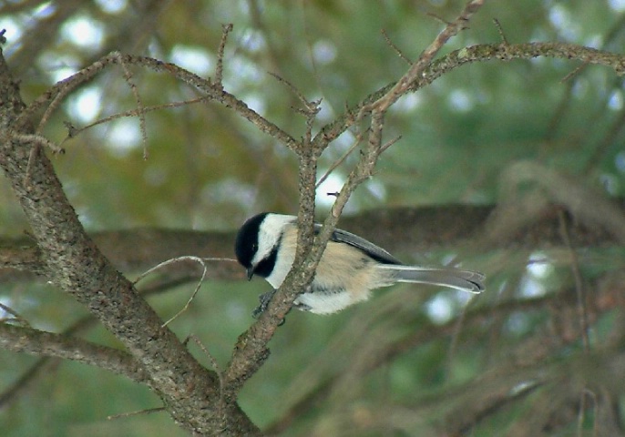 Chickadee #3