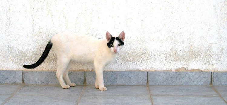 White Cat, Black Tail
