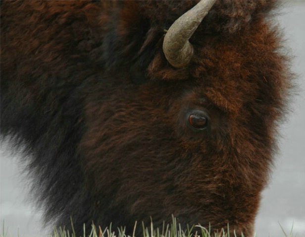 Bison, Yellowstone National Park, 2005 - ID: 1958881 © Richard S. Young