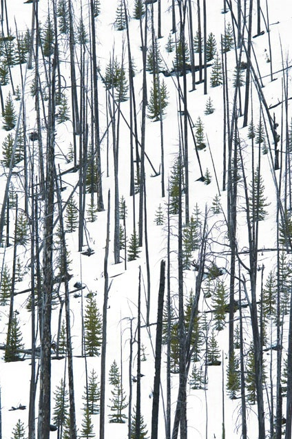 Burned Forest, Yellowstone National Park, 2005 - ID: 1959081 © Richard S. Young