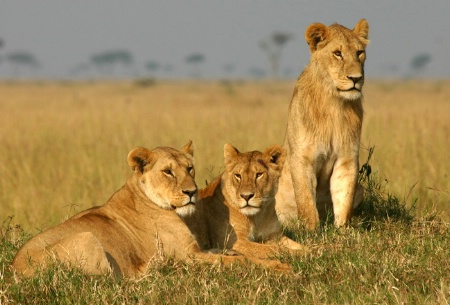 Young Males in Masai Mara