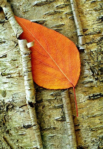 Bradford Pear In Birch