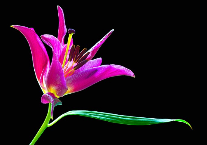 lily, pink, flower, macro