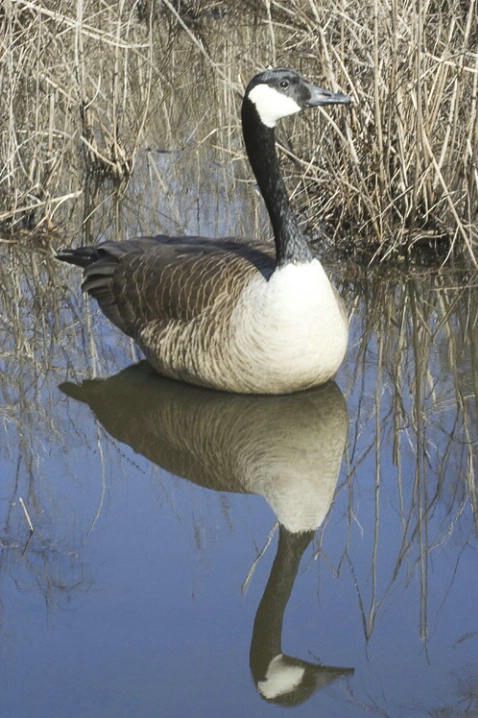Canadian goose with reflection