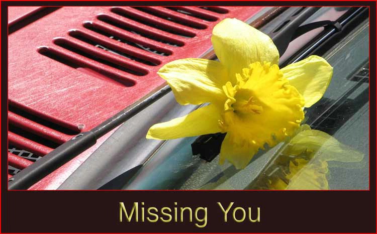 Missing you. Daffodil on vehicle windshield. 