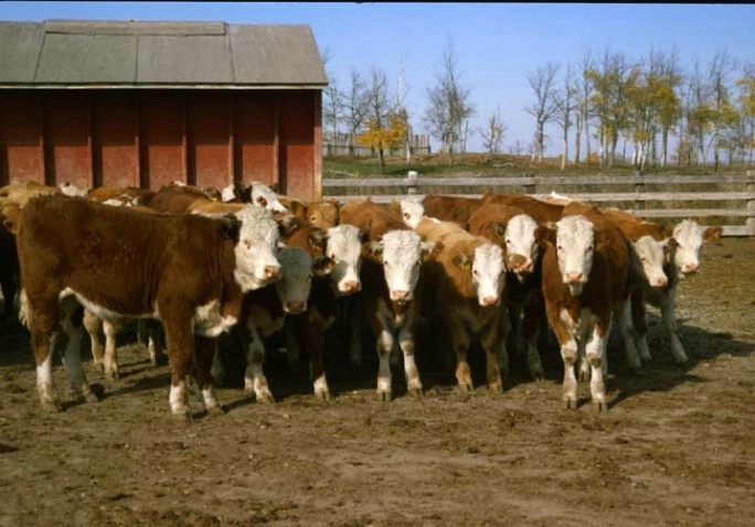 Herd of cows - ID: 1963061 © Heather Robertson