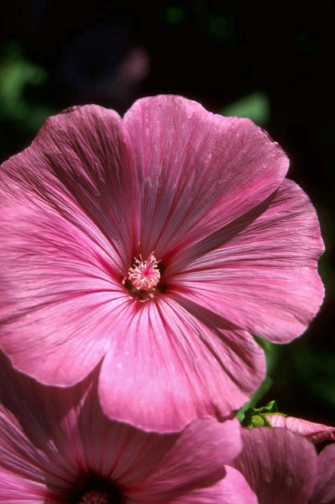 Pink flower - ID: 1963156 © Heather Robertson