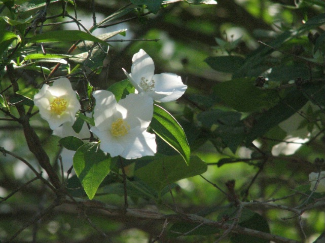 Sunlight through White Flowers